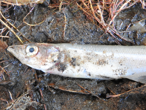 Shortfin silverside (Chirostoma humboldtianum) — Atherinopsidae