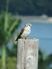 Falco sparverius