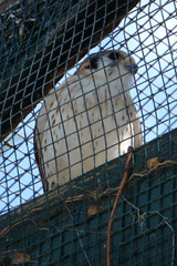 Falco sparverius