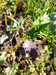 Malva