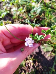 Malva