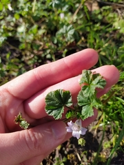 Malva