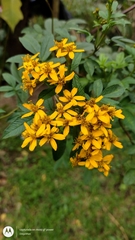 Tagetes nelsonii