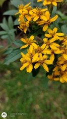 Tagetes nelsonii