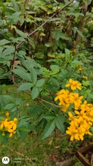 Tagetes nelsonii