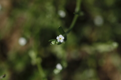 Pectocarya linearis ferocula