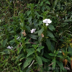 Barleria grandiflora