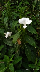 Barleria grandiflora