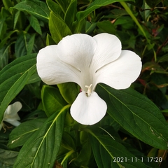 Barleria grandiflora
