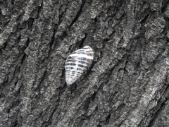 Drymaeus poecilus
