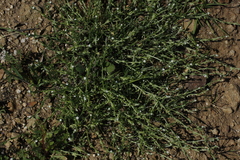 Pectocarya linearis ferocula
