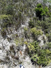Carpobrotus deliciosus
