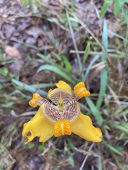 Trimezia juncifolia