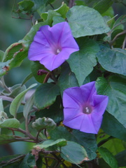 Ipomoea indica