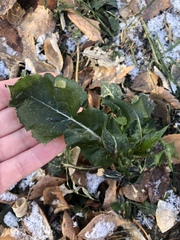 Sonchus oleraceus