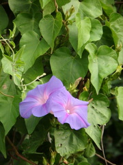 Ipomoea indica