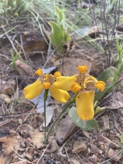 Trimezia juncifolia