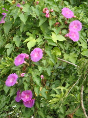Ipomoea indica
