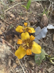 Trimezia juncifolia