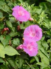 Ipomoea indica