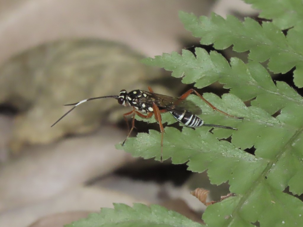 Gotra marginata
