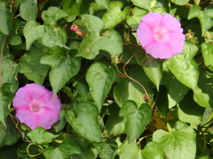 Ipomoea indica