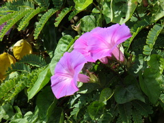 Ipomoea indica