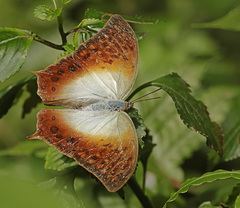 Charaxes fulvescens monitor