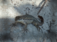 Leiocephalus carinatus