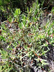 Carpobrotus deliciosus