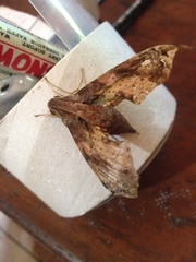 Eupanacra