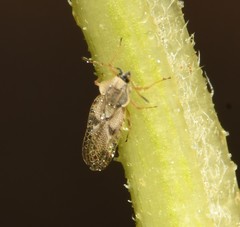 Gargaphia iridescens