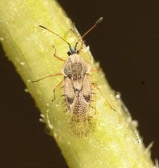 Gargaphia iridescens