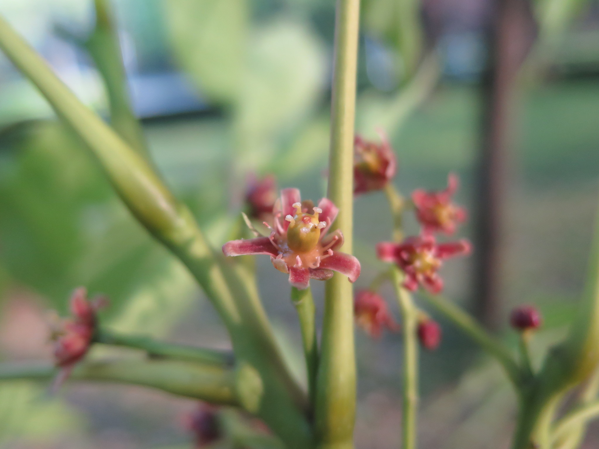 Choerospondias axillaris