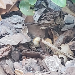 Bulimulus guadalupensis