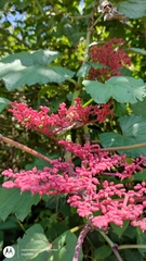 Cissus biformifolia
