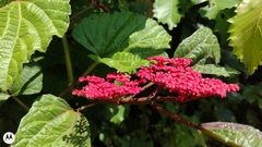 Cissus biformifolia