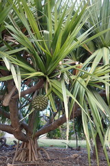 Pandanus utilis