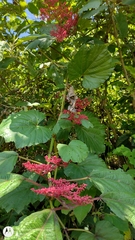 Cissus biformifolia