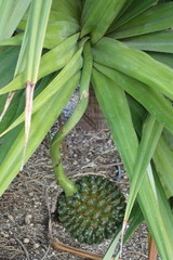 Pandanus utilis