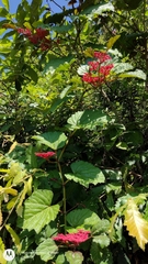 Cissus biformifolia