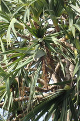 Pandanus utilis