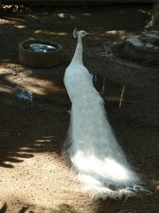 Pavo cristatus