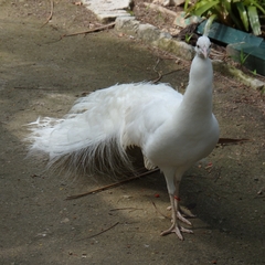 Pavo cristatus