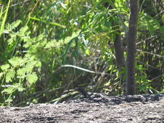 Tropidurus spinulosus