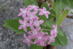 Pentas