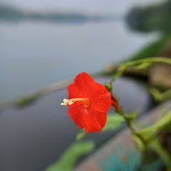 Ipomoea hederifolia