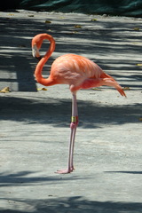 Phoenicopterus ruber