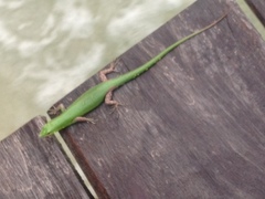 Lamprolepis smaragdina