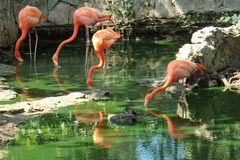 Phoenicopterus ruber